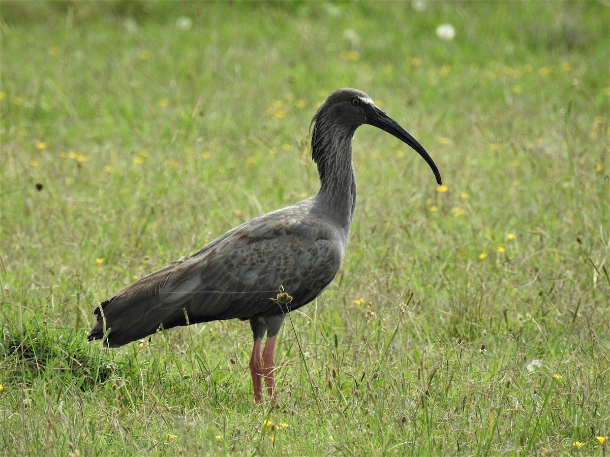 ibis běločelý - ML422783501