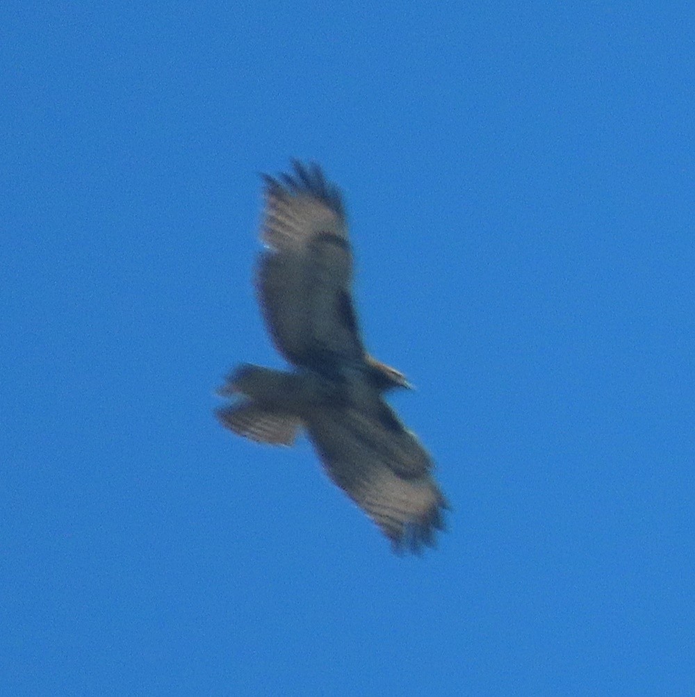 Red-tailed Hawk - ML422784171