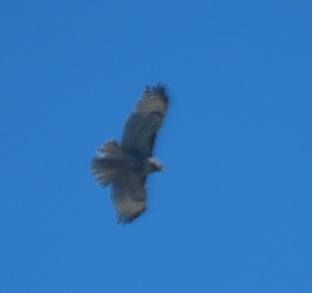 Red-tailed Hawk - ML422784181