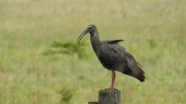 ibis běločelý - ML422784341