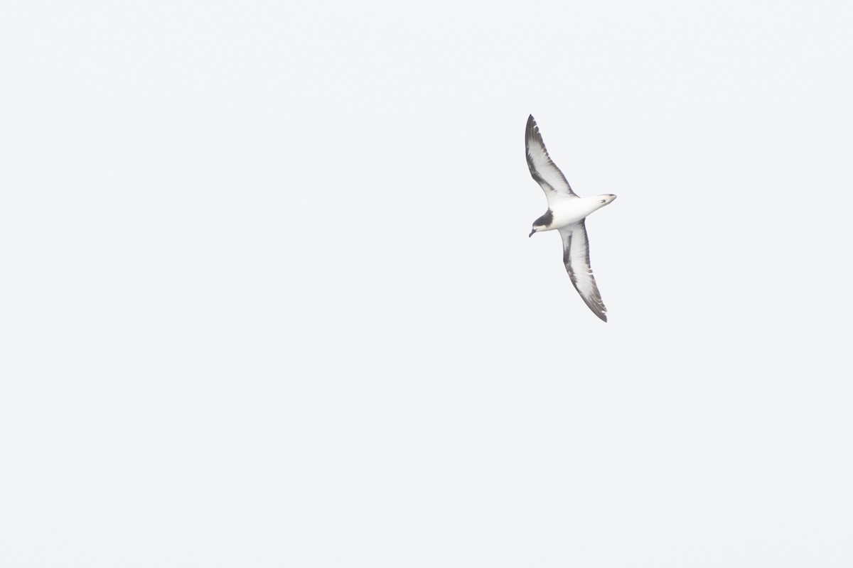 Petrel Aliblanco - ML422784761