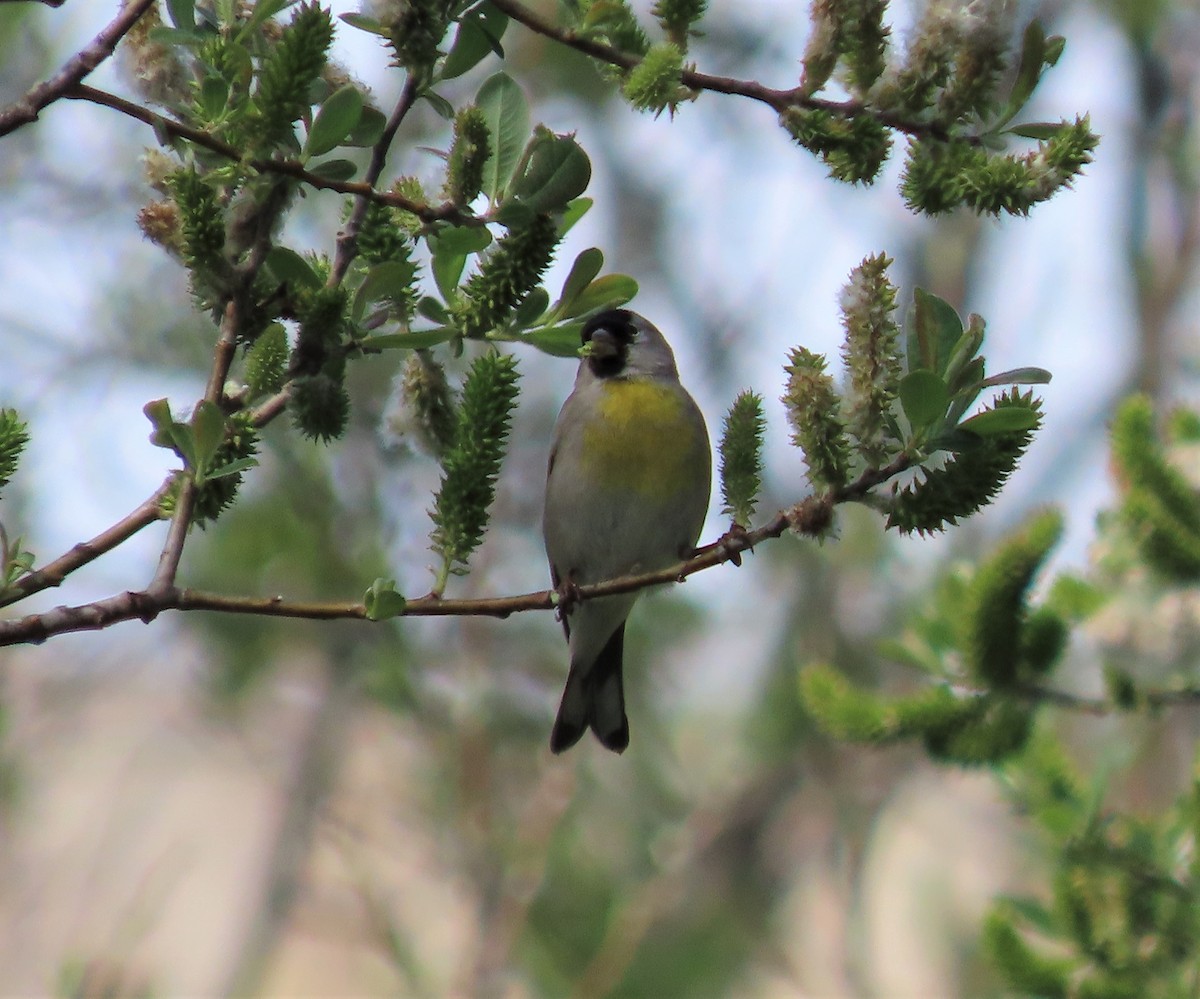Lawrence's Goldfinch - ML422785131