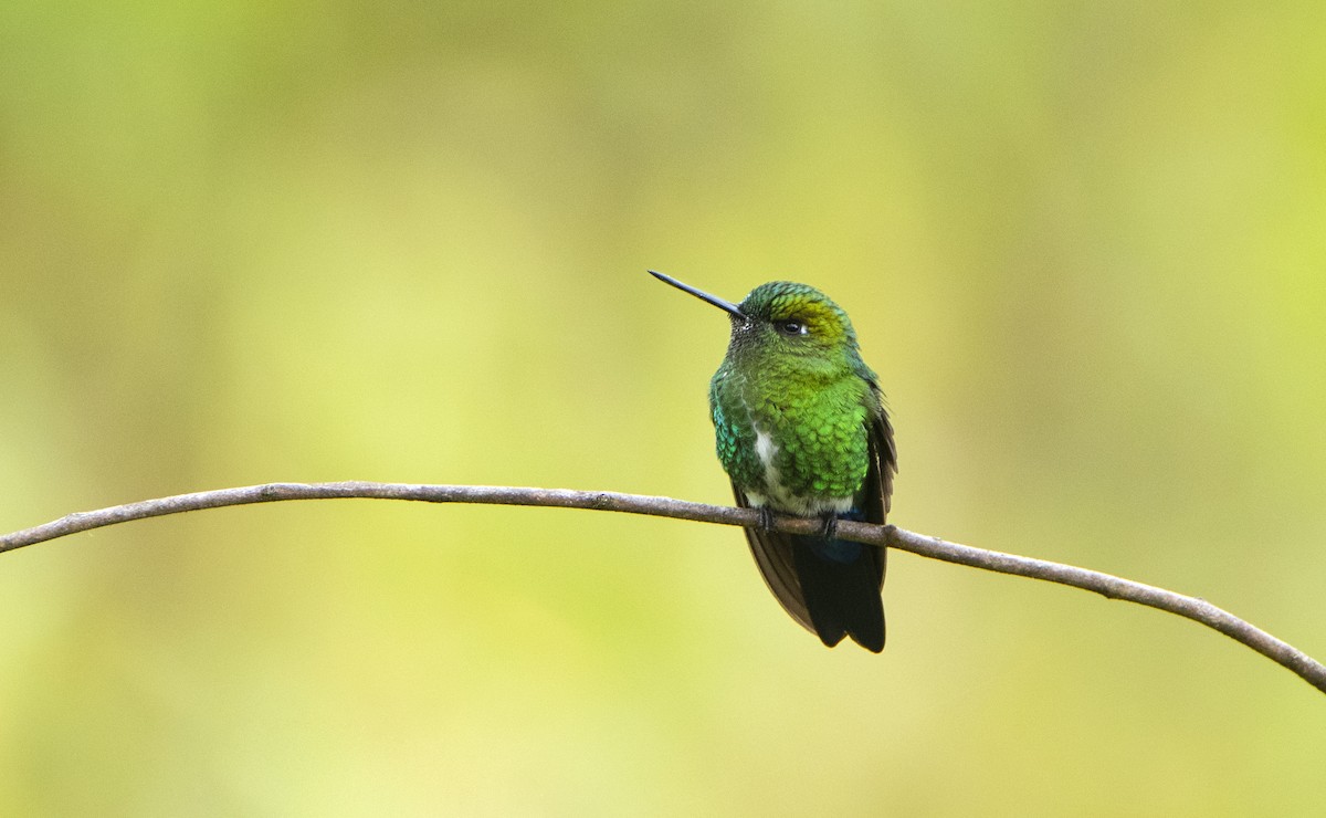 Sapphire-vented Puffleg - ML422785571