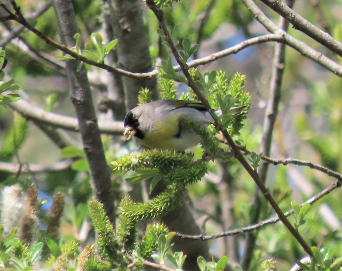 Lawrence's Goldfinch - ML422785611