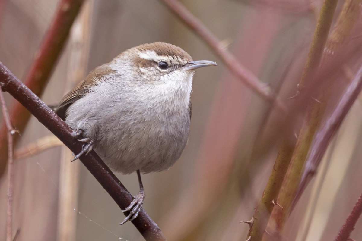 Bewick's Wren - ML422785721