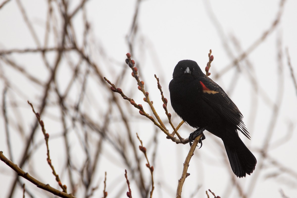 Red-winged Blackbird - ML422785831