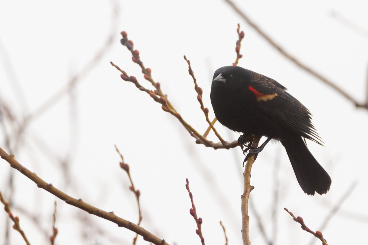 Red-winged Blackbird - Paul Karmel