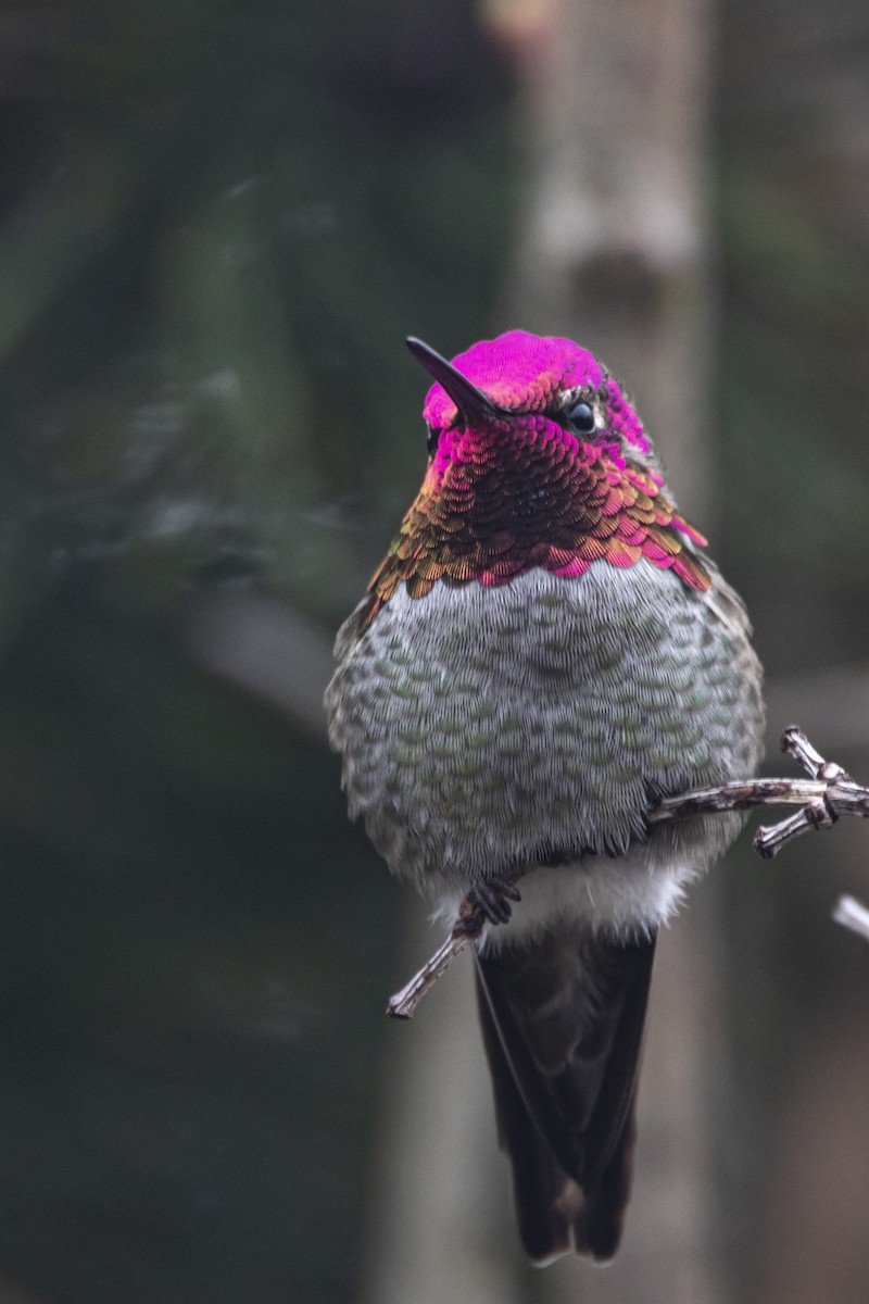 Colibrí de Anna - ML422785951