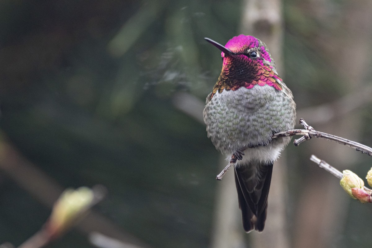 Colibrí de Anna - ML422786031