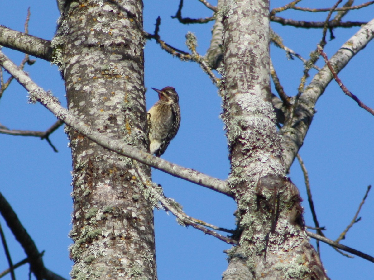 Yellow-bellied Sapsucker - ML422787831