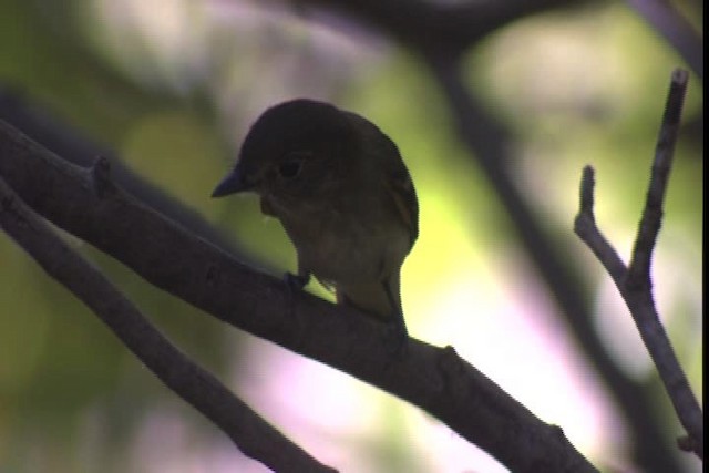 Empidonax sp. - ML422788