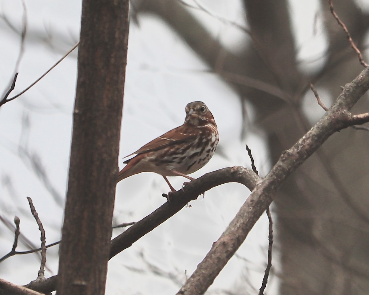 Fox Sparrow - ML422788061