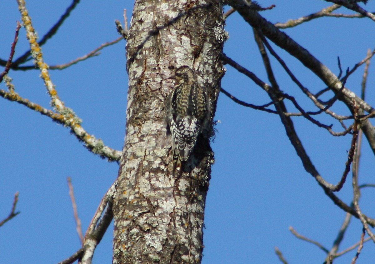 Yellow-bellied Sapsucker - ML422788371