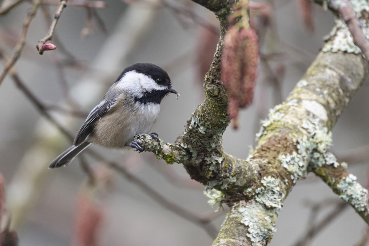 Black-capped Chickadee - ML422788891