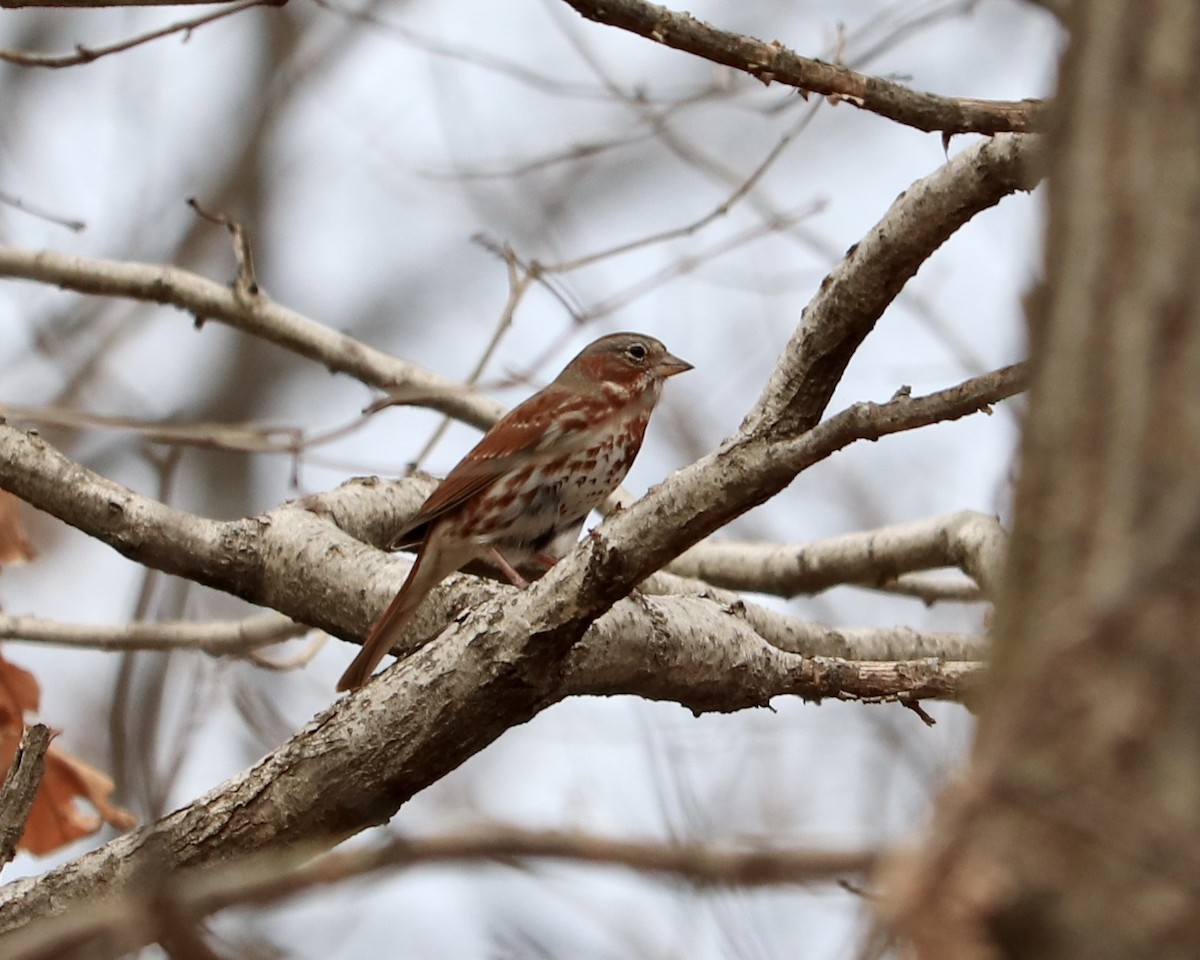 Fox Sparrow - ML422789651