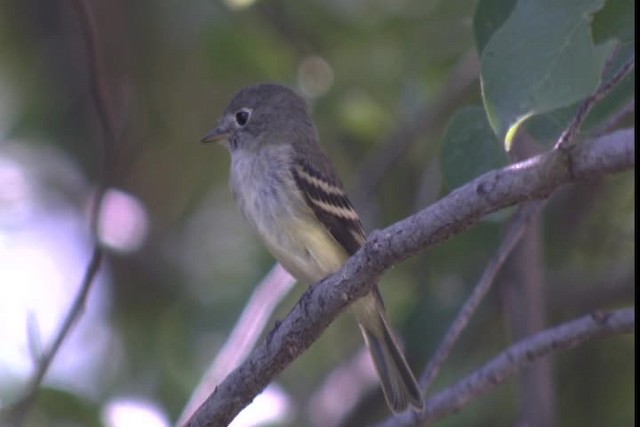 Mosquero sp. (Empidonax sp.) - ML422790