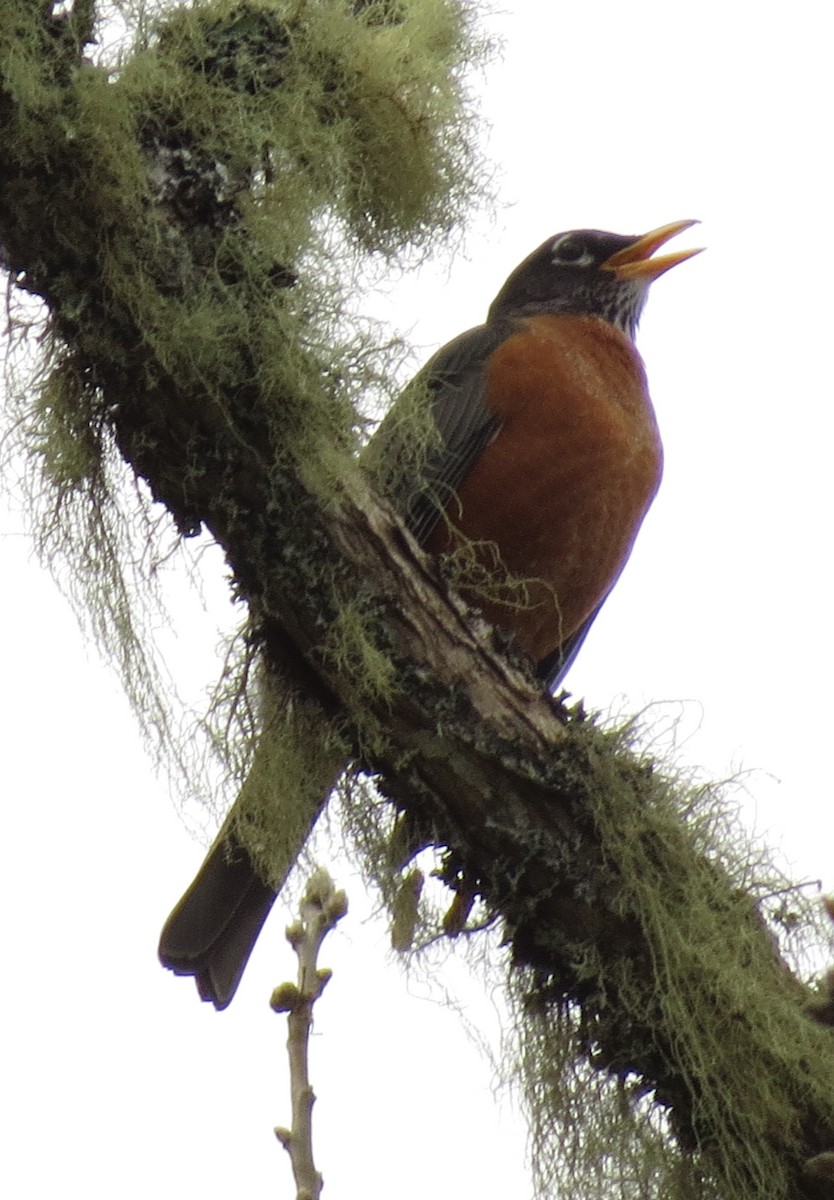 American Robin - ML422790751