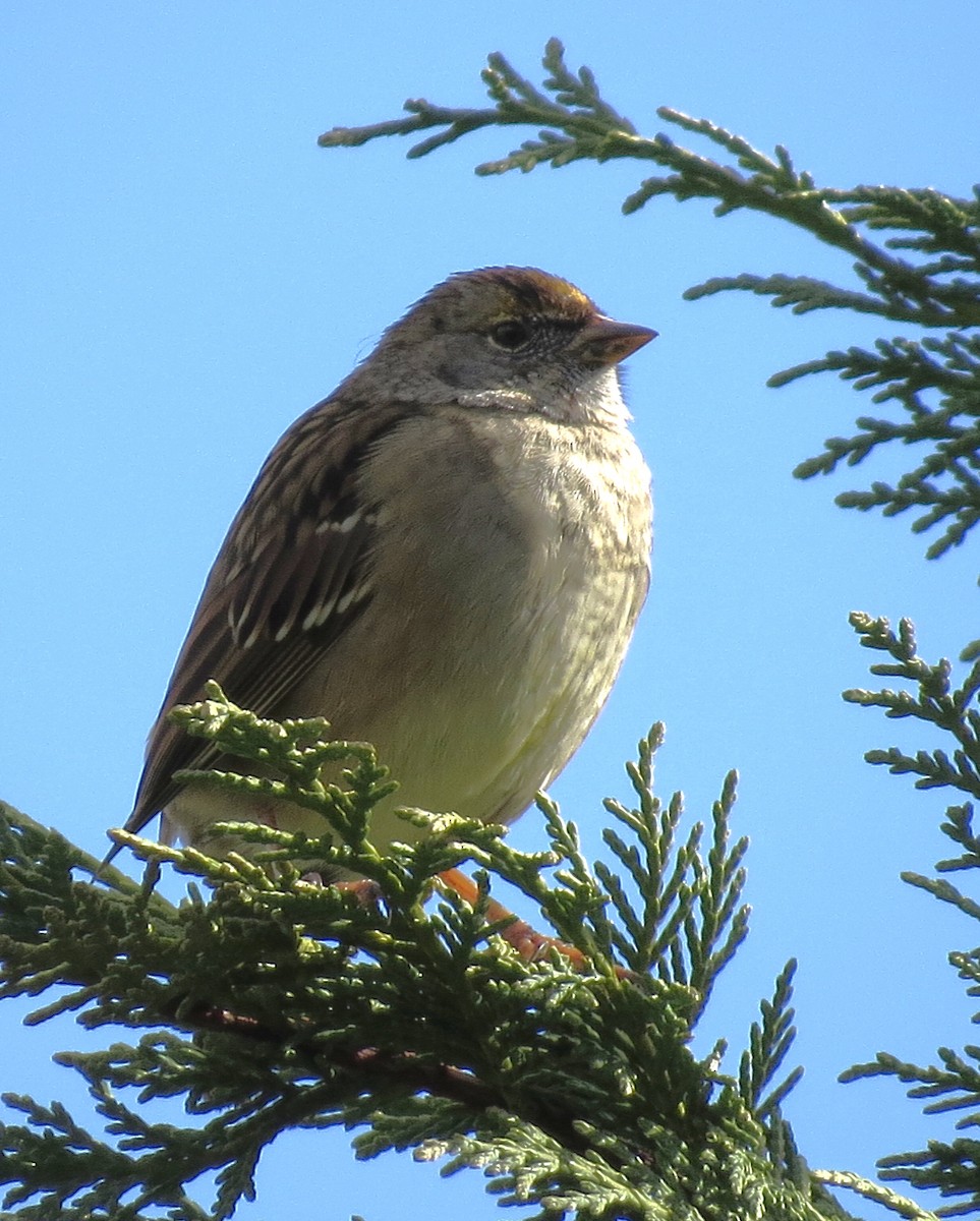 Golden-crowned Sparrow - ML422790911