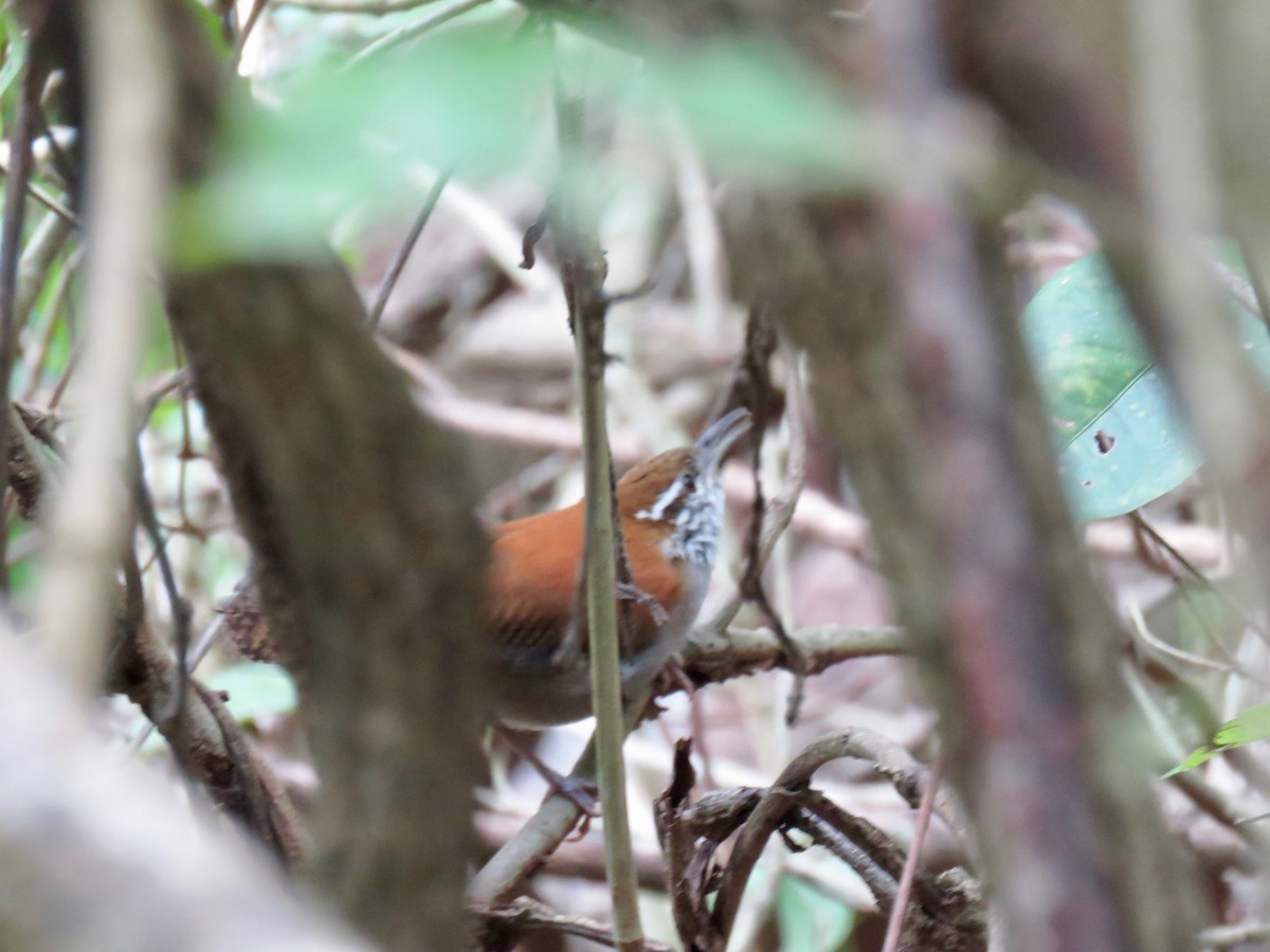 Rufous-and-white Wren - ML42279121