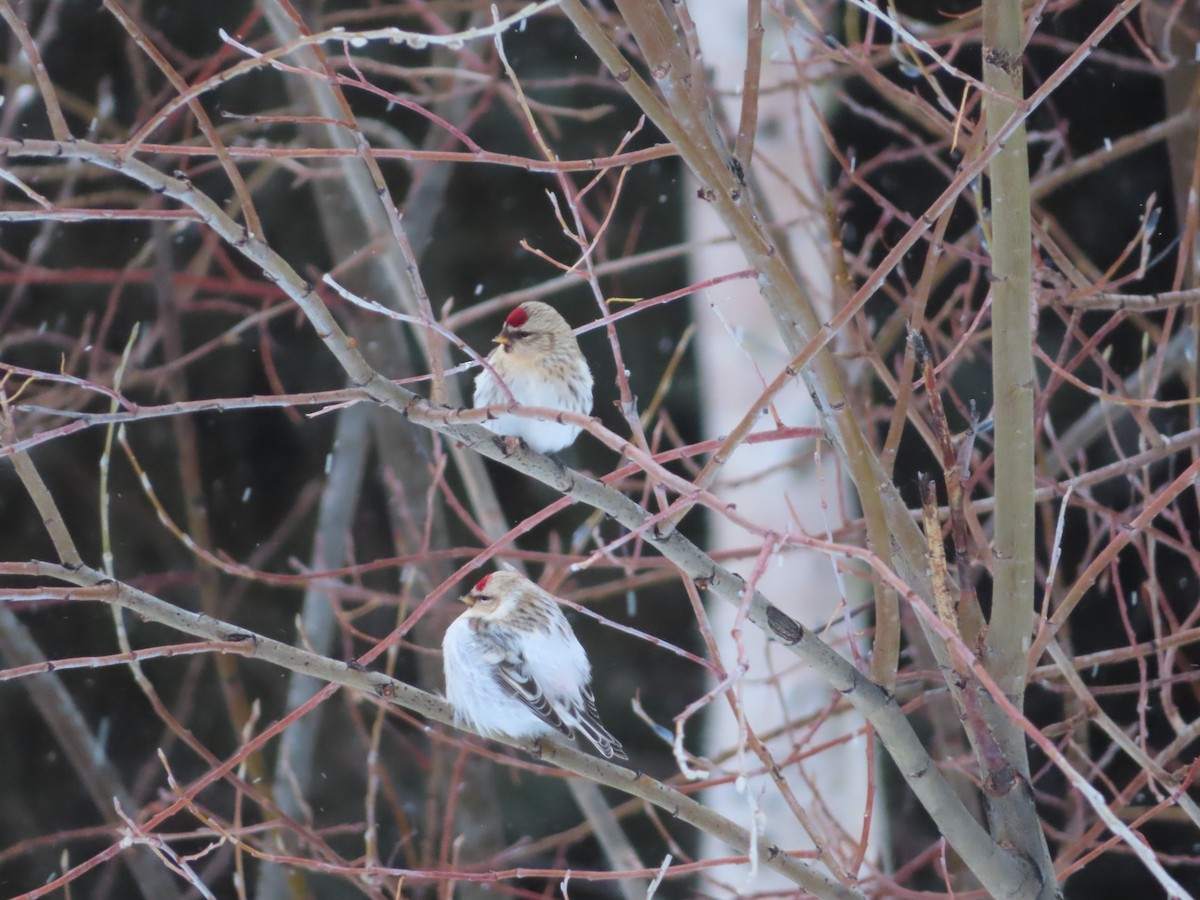 Hoary Redpoll - Michelle Sopoliga