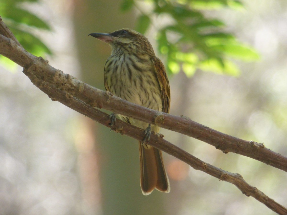 Streaked Flycatcher - ML422793221