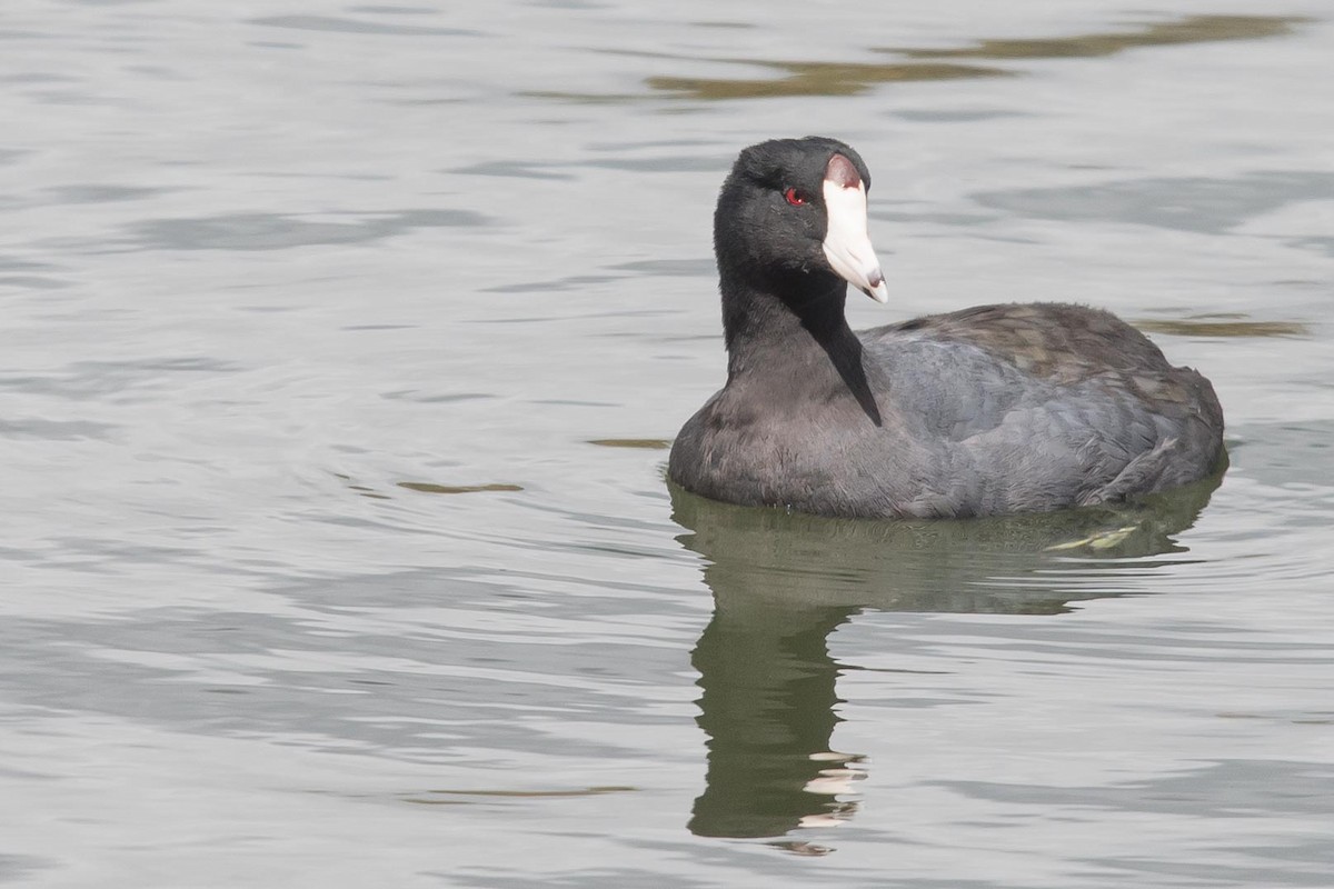 American Coot - Richard Griebe