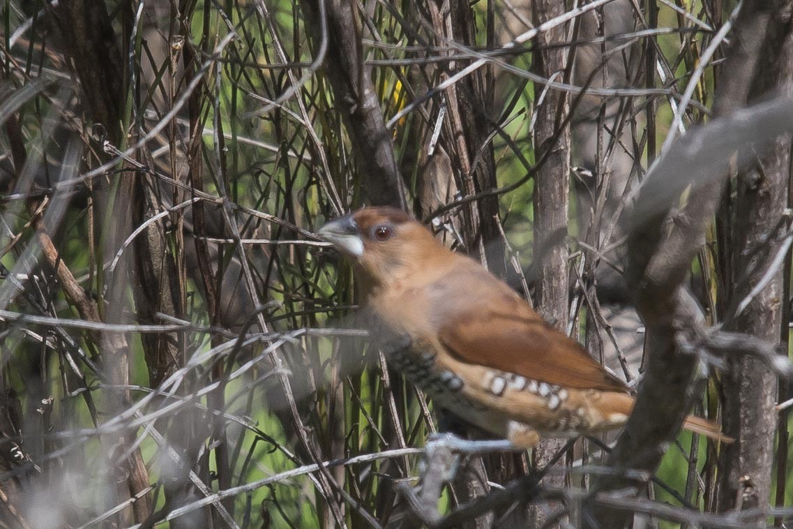 Scaly-breasted Munia - Richard Griebe
