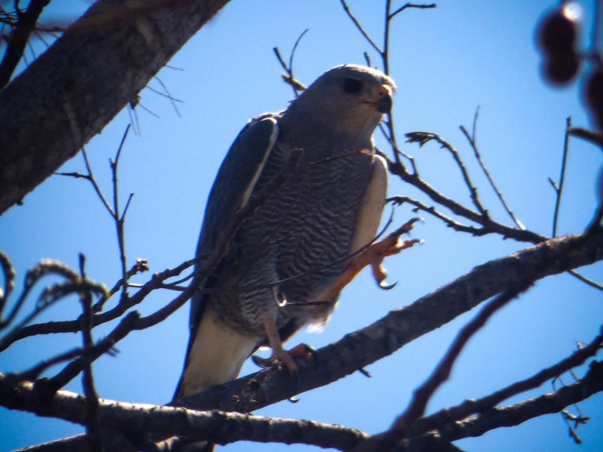 Gray Hawk - ML422793781