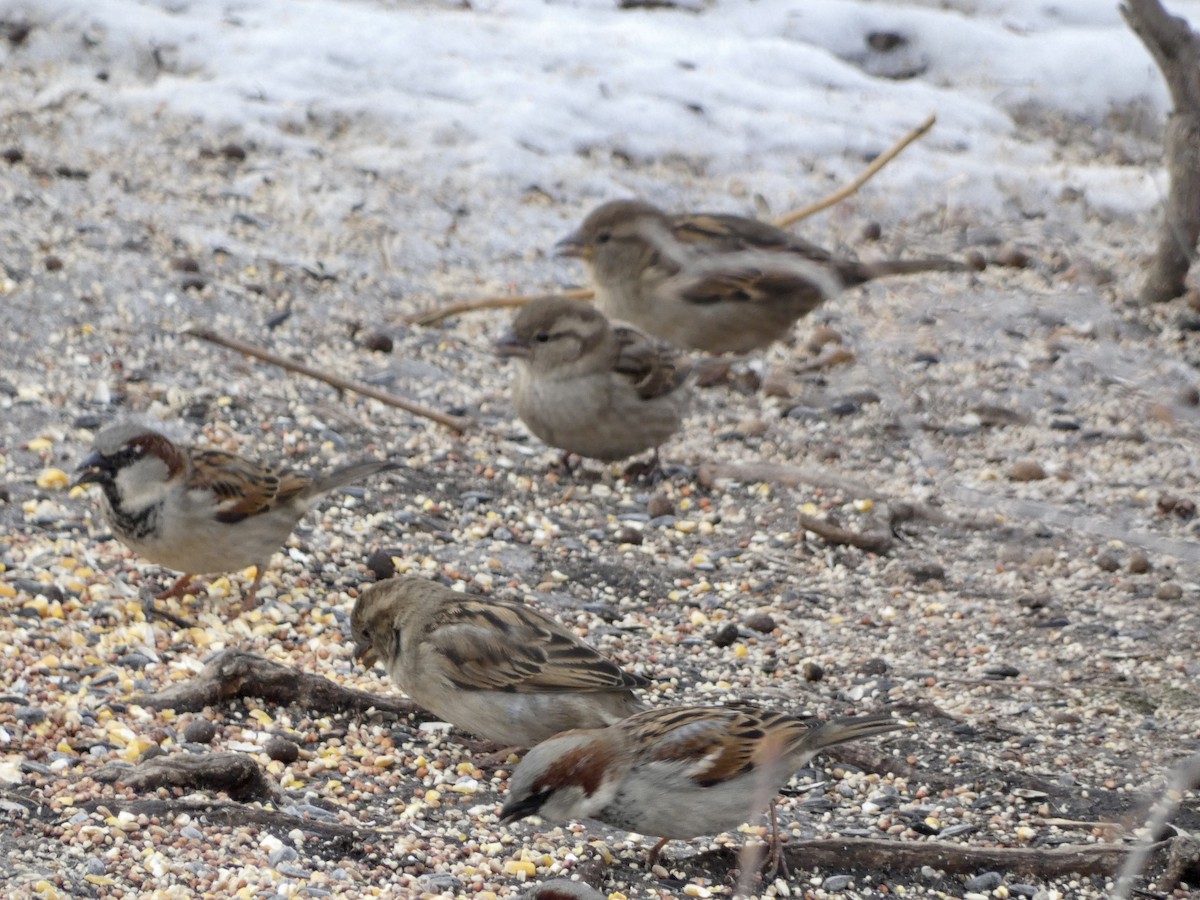 House Sparrow - ML422793921