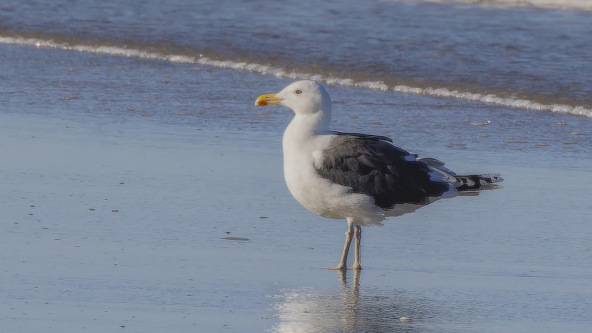 Great Black-backed Gull - ML422794051