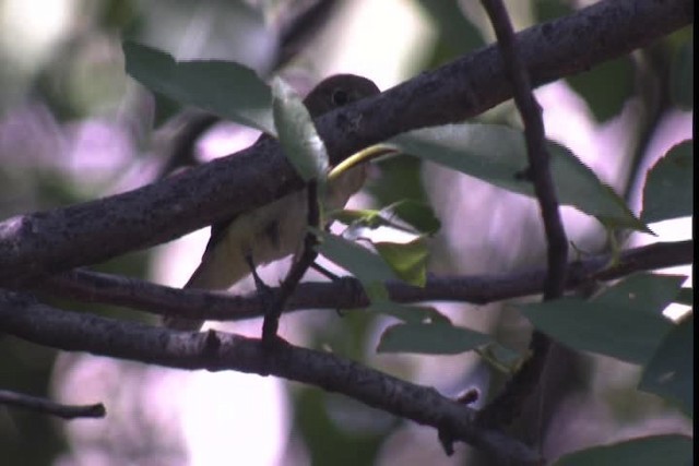 Empidonax sp. - ML422795