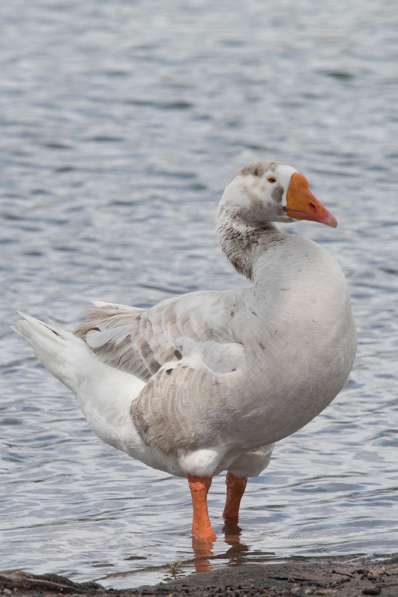 Domestic goose sp. (Domestic type) - Richard Griebe