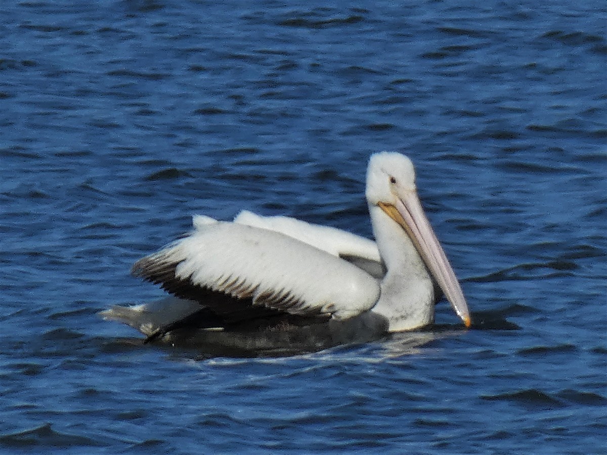 American White Pelican - ML422795921