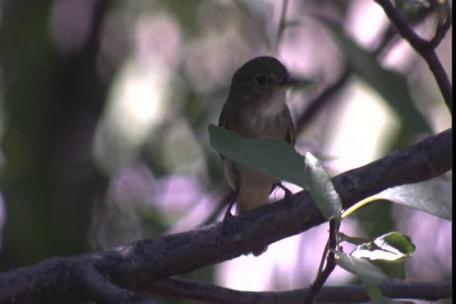 Empidonax sp. - ML422796