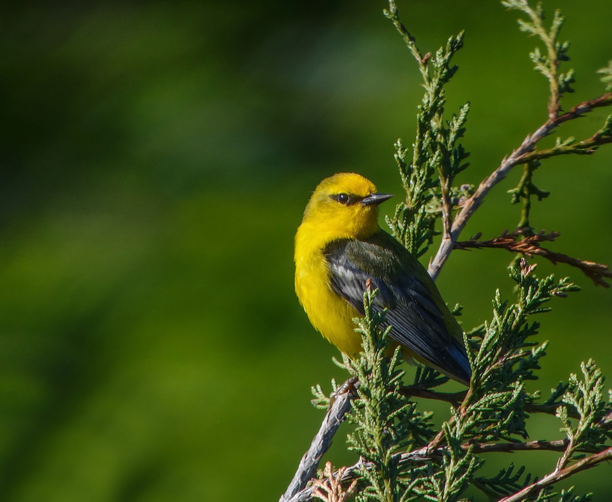 Blauflügel-Waldsänger - ML42279691