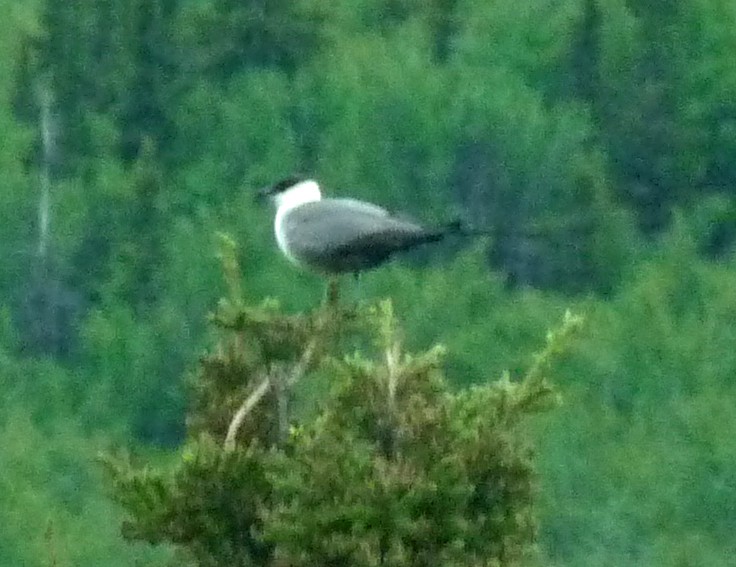 Long-tailed Jaeger - ML42279721