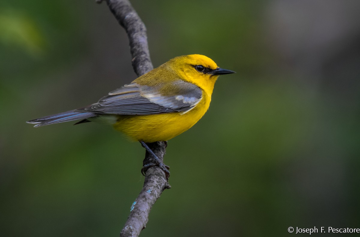 Blue-winged Warbler - Joseph Pescatore