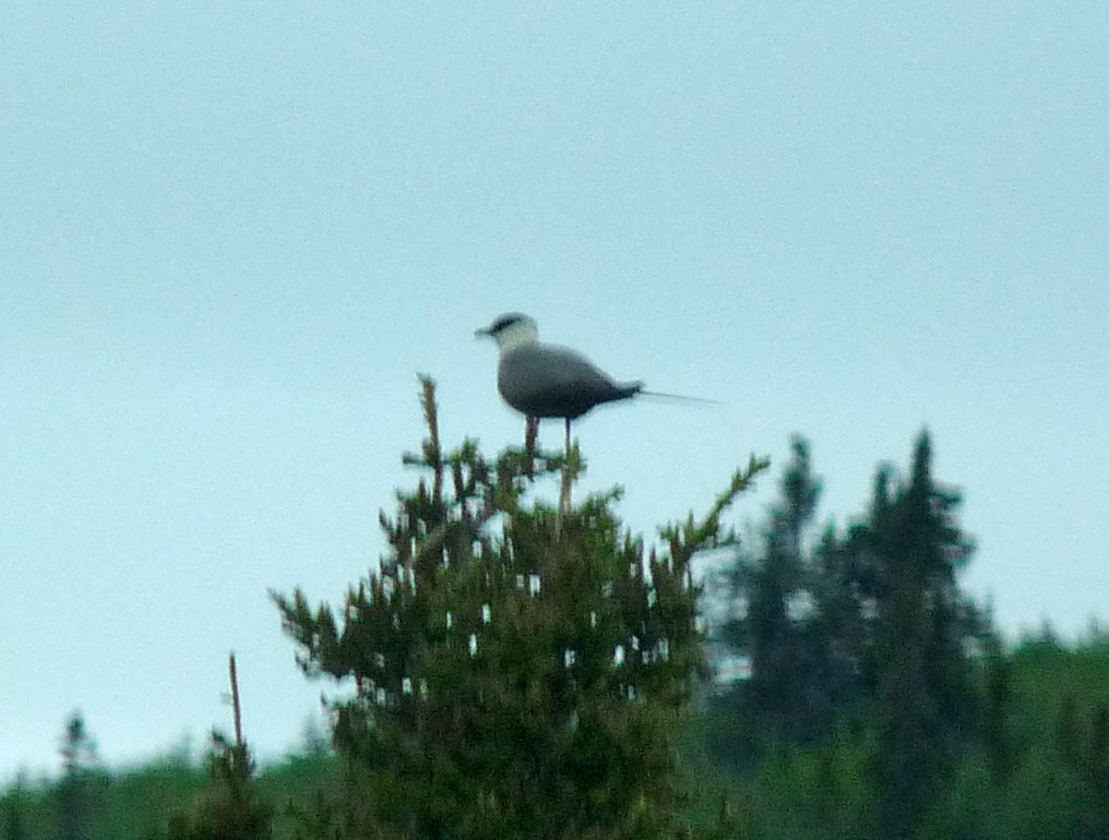 Long-tailed Jaeger - ML42279741