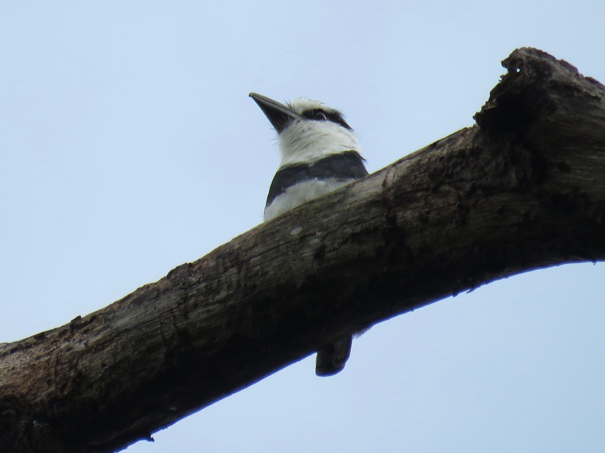 White-necked Puffbird - ML42279821