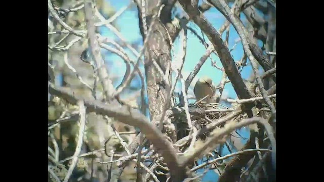 Hawaii-Amakihikleidervogel (virens) - ML422798741