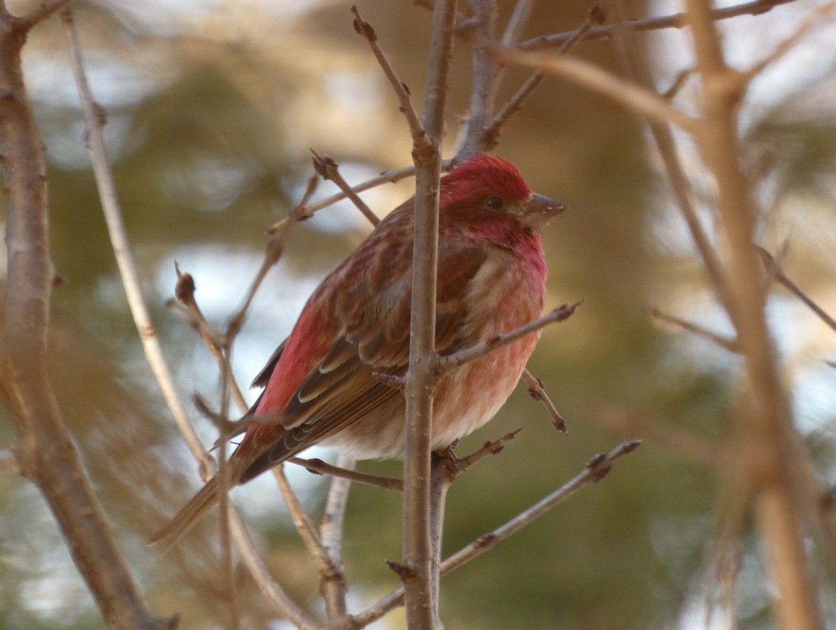 Purple Finch - ML422798761