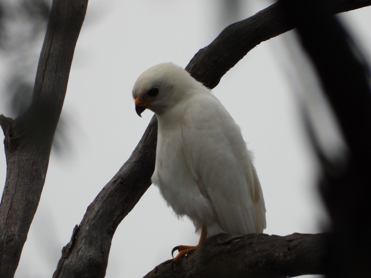 Gray Goshawk - troy and karyn zanker