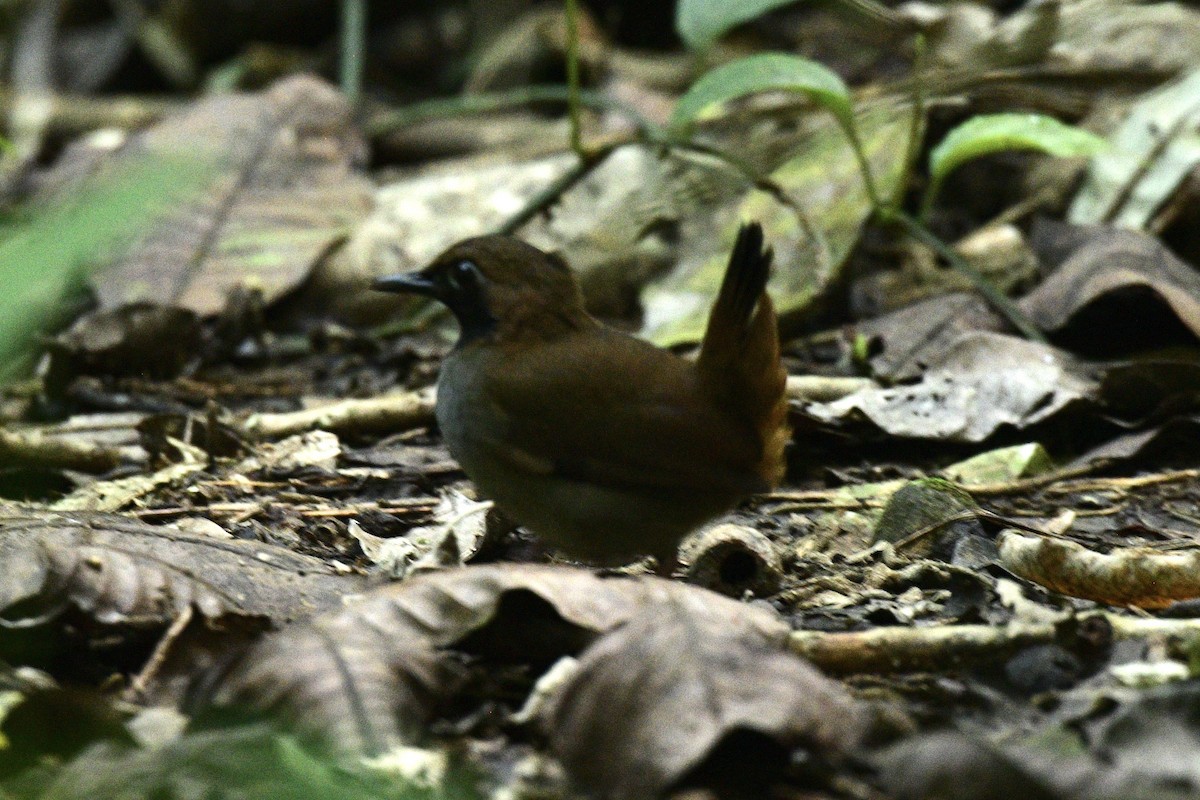 Black-faced Antthrush - ML422800971