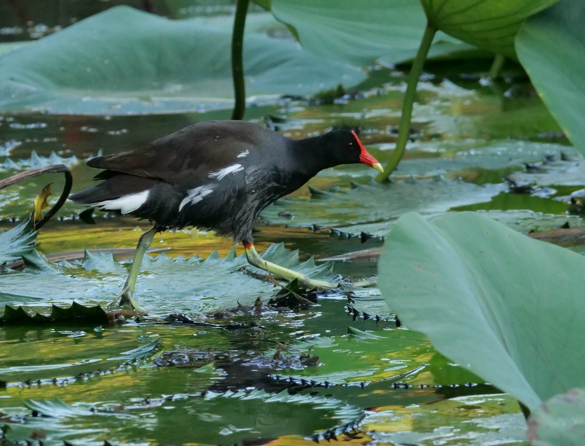 Common Gallinule - Wayne  Sutherland