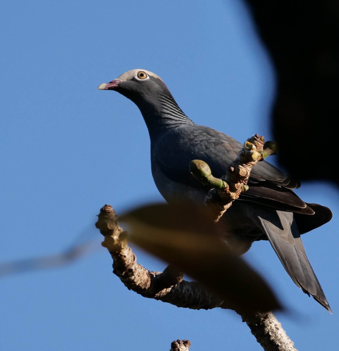 White-crowned Pigeon - ML422801801