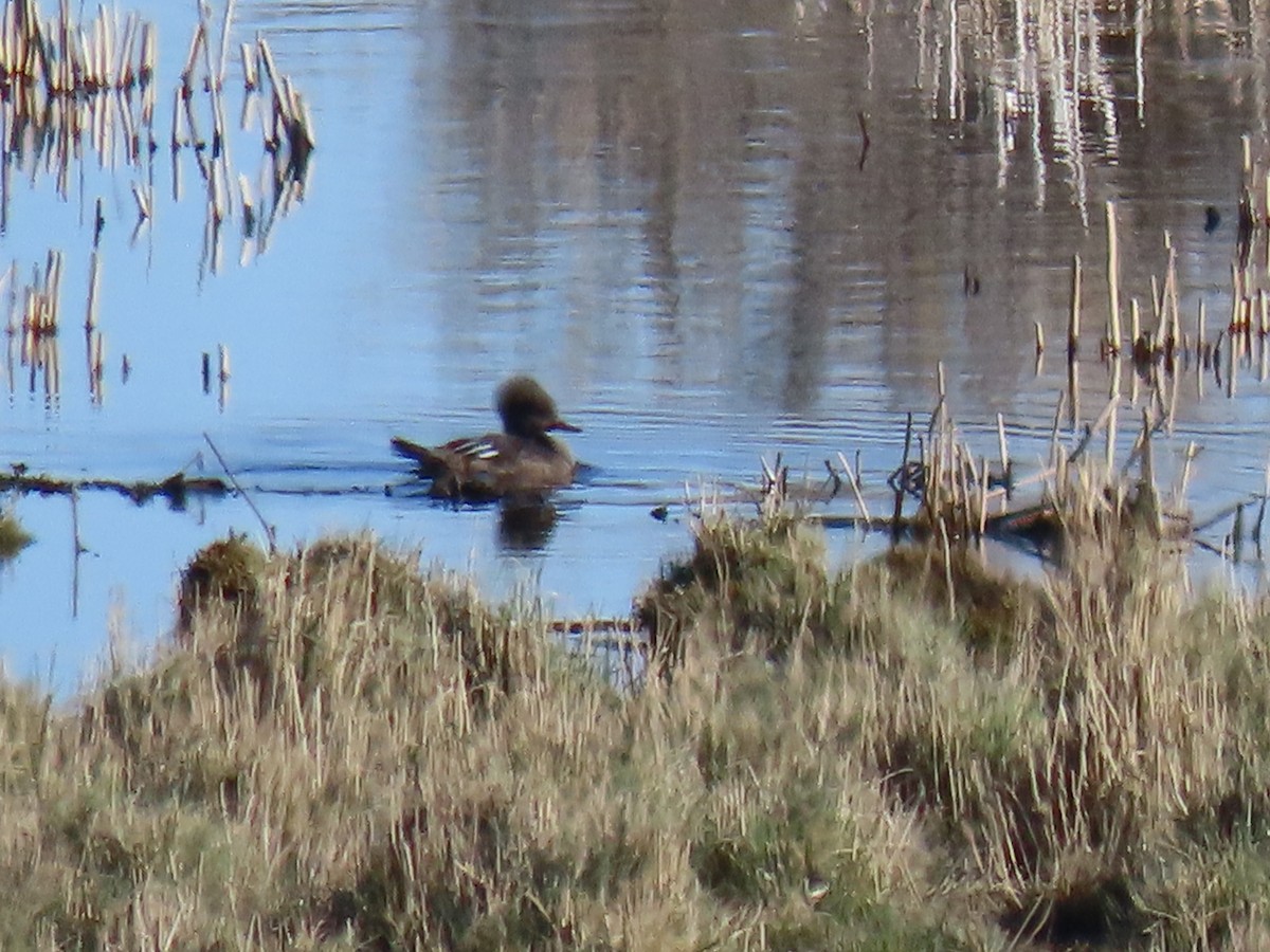 Hooded Merganser - ML422801921