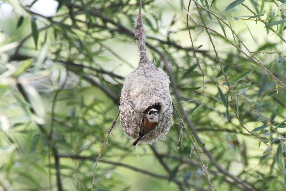 Eurasian Penduline-Tit - Paul Chapman
