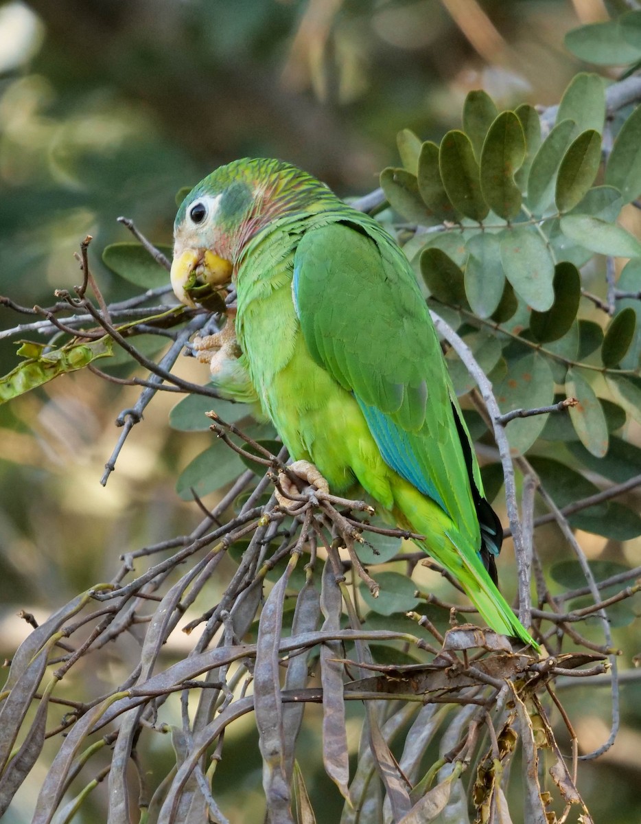Yellow-billed Parrot - Wayne  Sutherland
