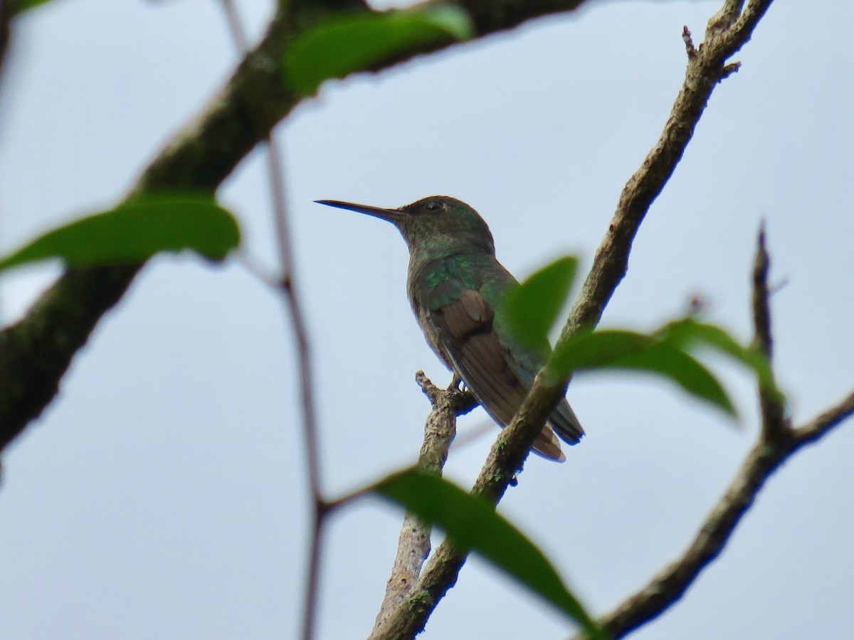 Scaly-breasted Hummingbird - ML42280251