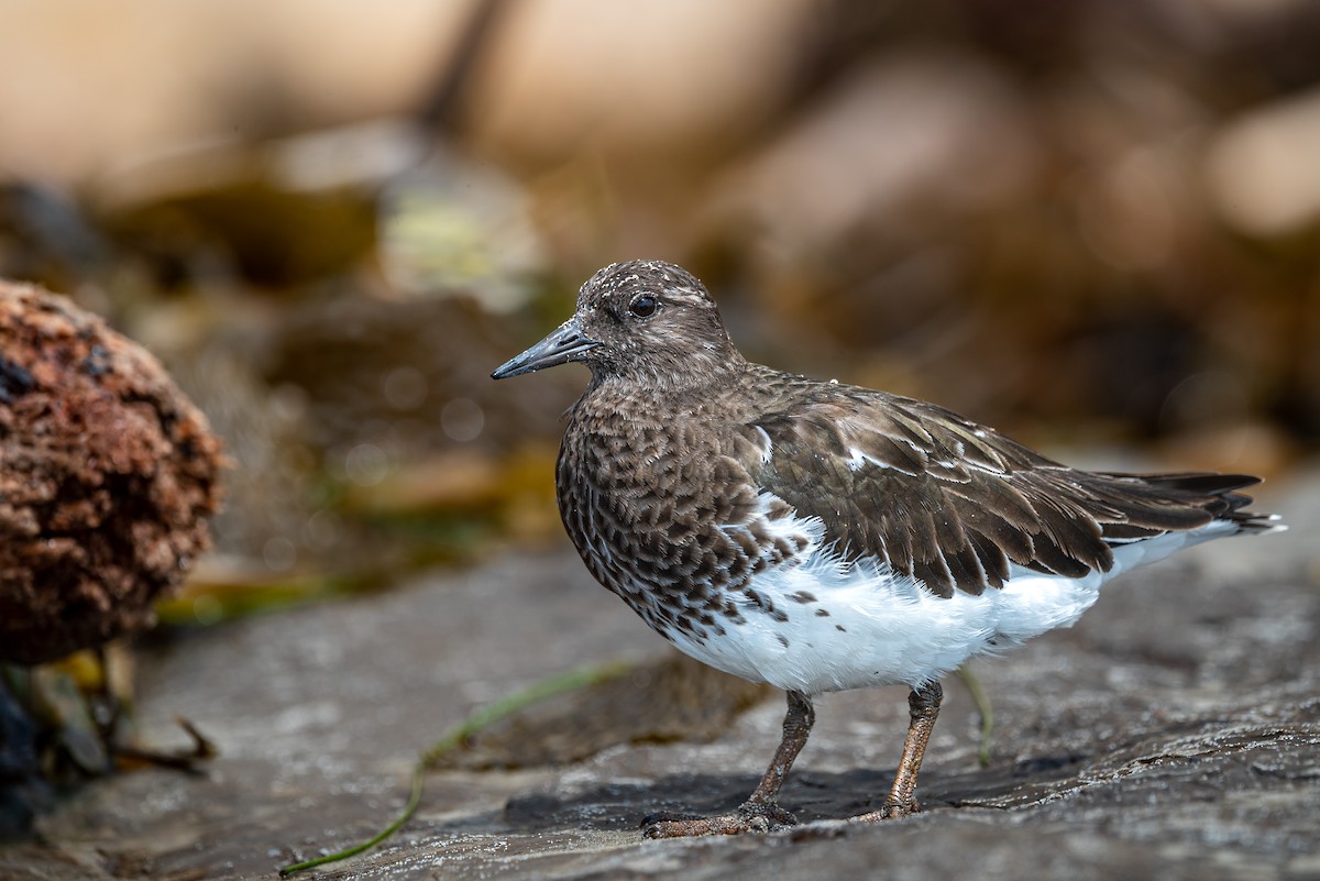 Black Turnstone - Alex Castelein